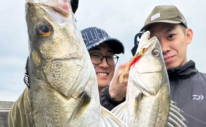 大人気のシーバス定番ルアー3種【VJ・カゲロウ・ブローウィン】を