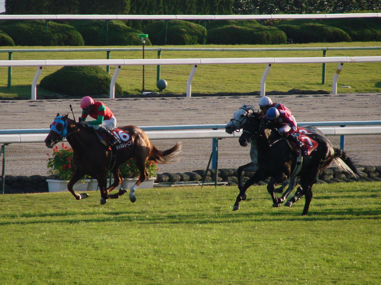 高松宮記念］いつか、父も歩いた道。キングヘイロー産駒の短距離王