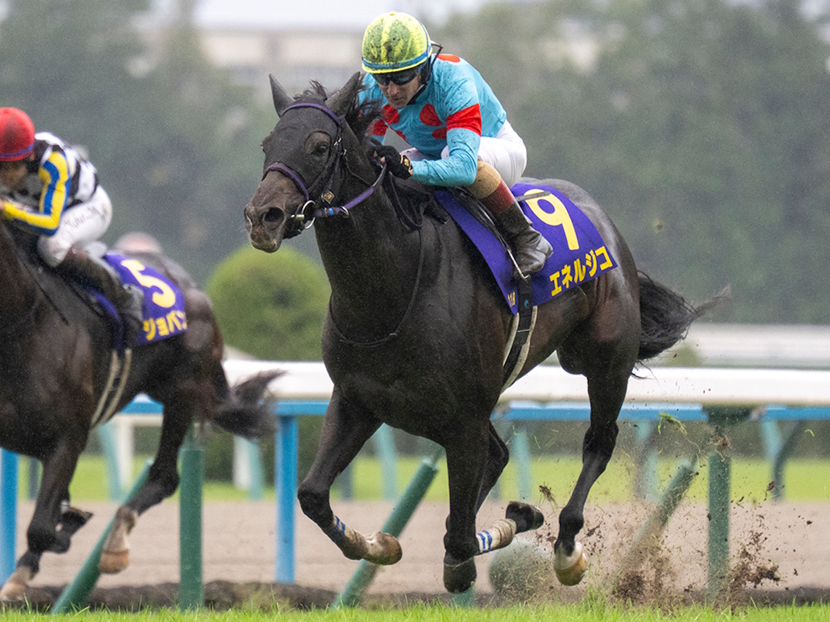菊花賞2026特集｜競馬予想のウマニティ