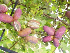 アケビ科 | Corvet Photo Agency