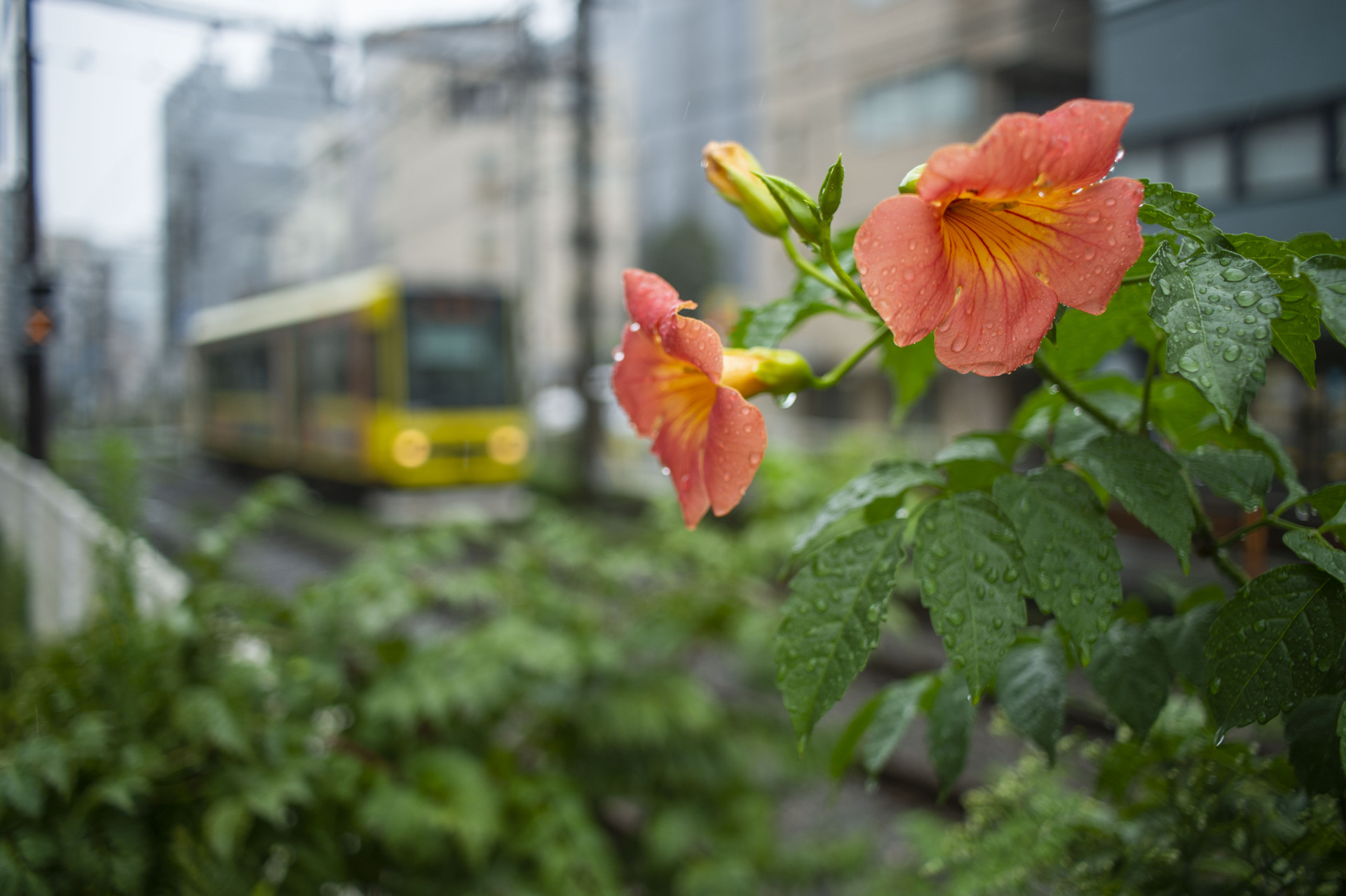 COLOR-SKOPAR 28mm F2.8 Aspherical SL IIs - 株式会社コシナ