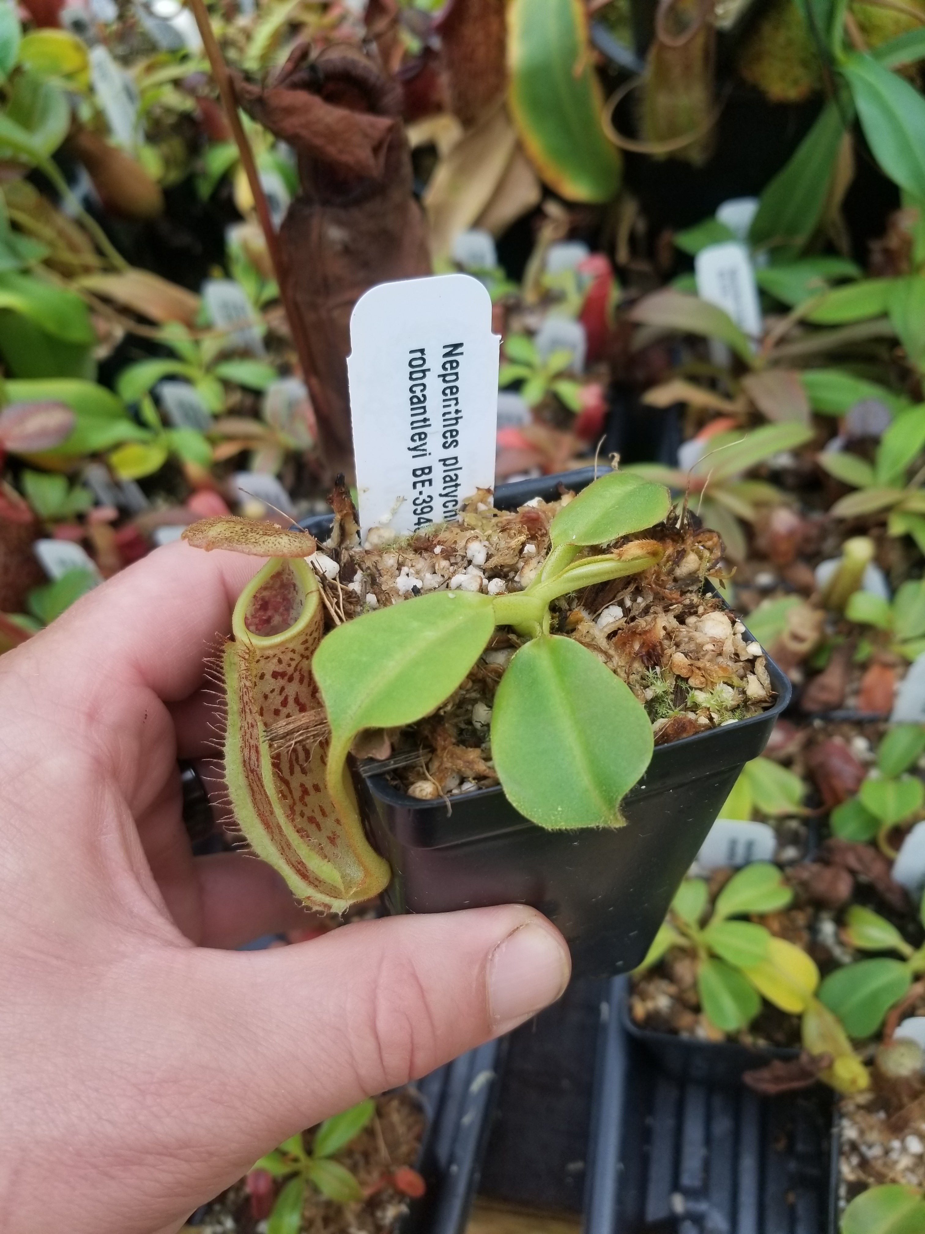Nepenthes platychila x robcantleyi, BE-3946 – Carnivero