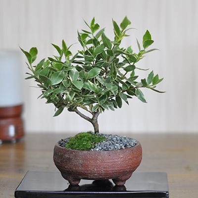 モッコ（木瓜）花形の鉢販売｜盆栽鉢の盆栽妙 – 盆栽妙 本店