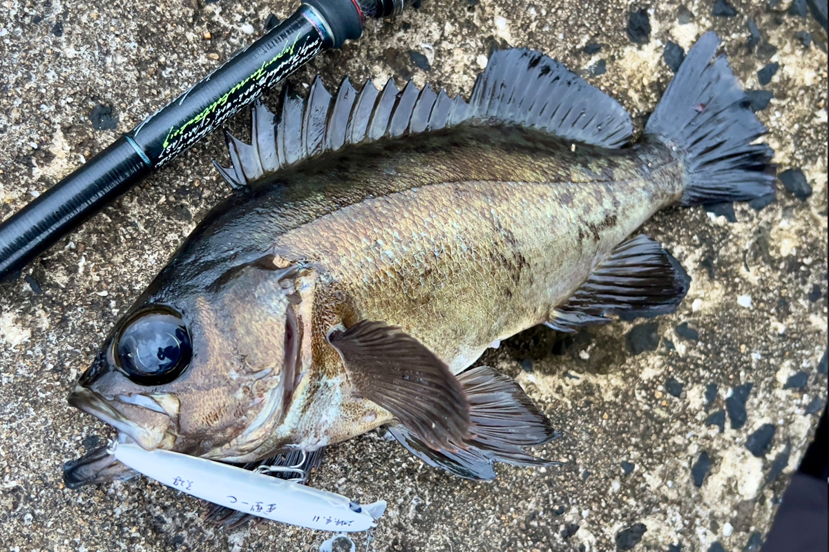 ブローウィン！60S | ブローウィン | ルアー | 製品 | BlueBlue