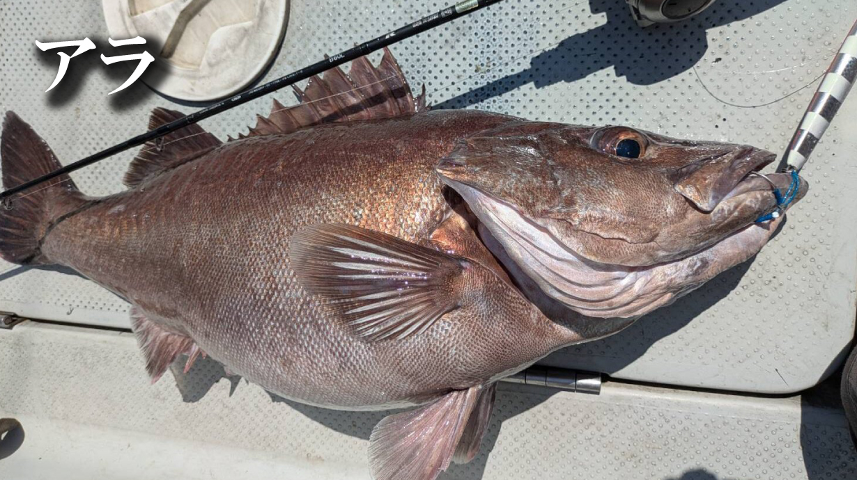 ラグゼ トップギア X | がまかつ