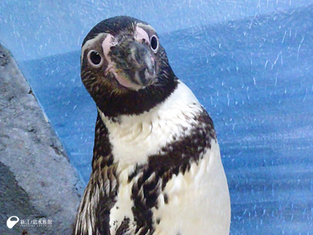 えのすい20周年 ～生き物たちへの感謝～ フンボルトペンギン「サニー