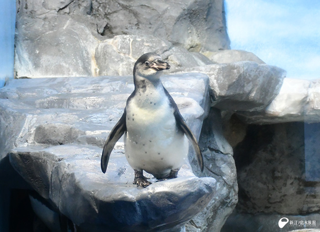 愛称の重要性 | えのすいトリーター日誌 | 新江ノ島水族館