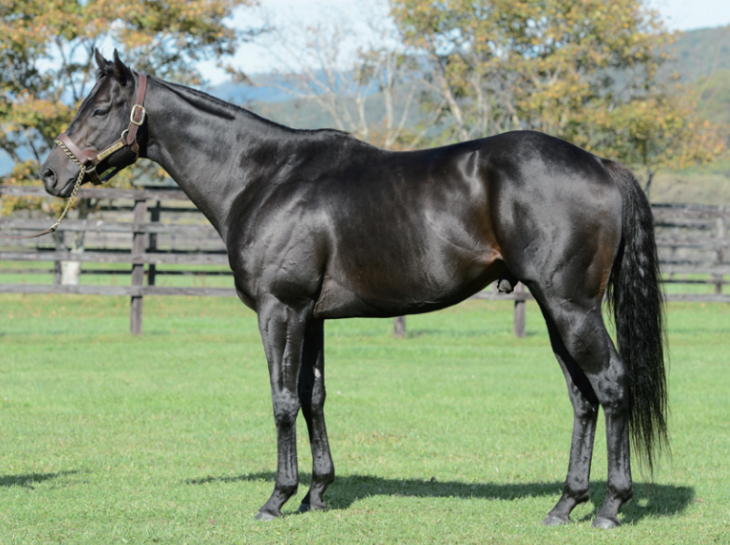 Danon Legend ｜ イーストスタッド | 株式会社ジャパンレースホース