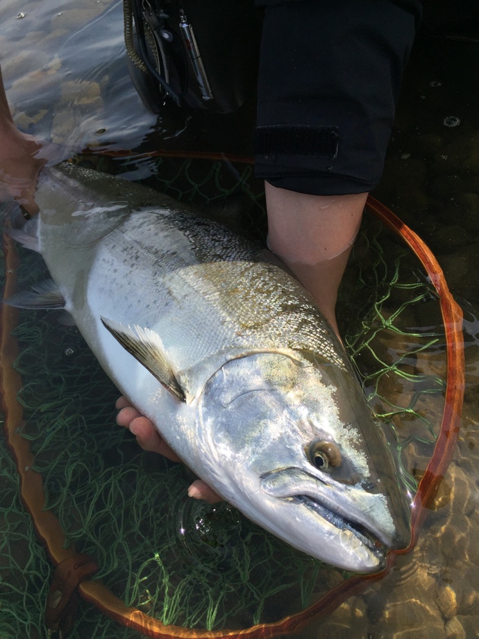 Mannas&Respect】 自己記録サクラマス