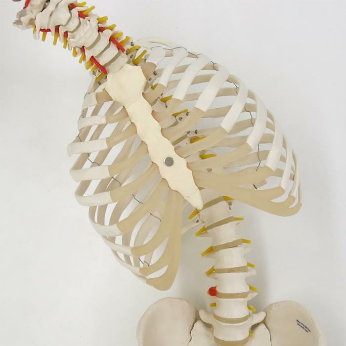 脊柱可動型モデル，胸郭，大腿骨付 | 日本スリービー・サイエンティ