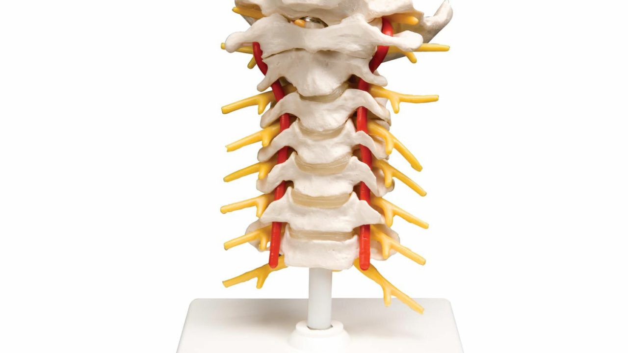 頚椎モデル | 日本スリービー・サイエンティフィック