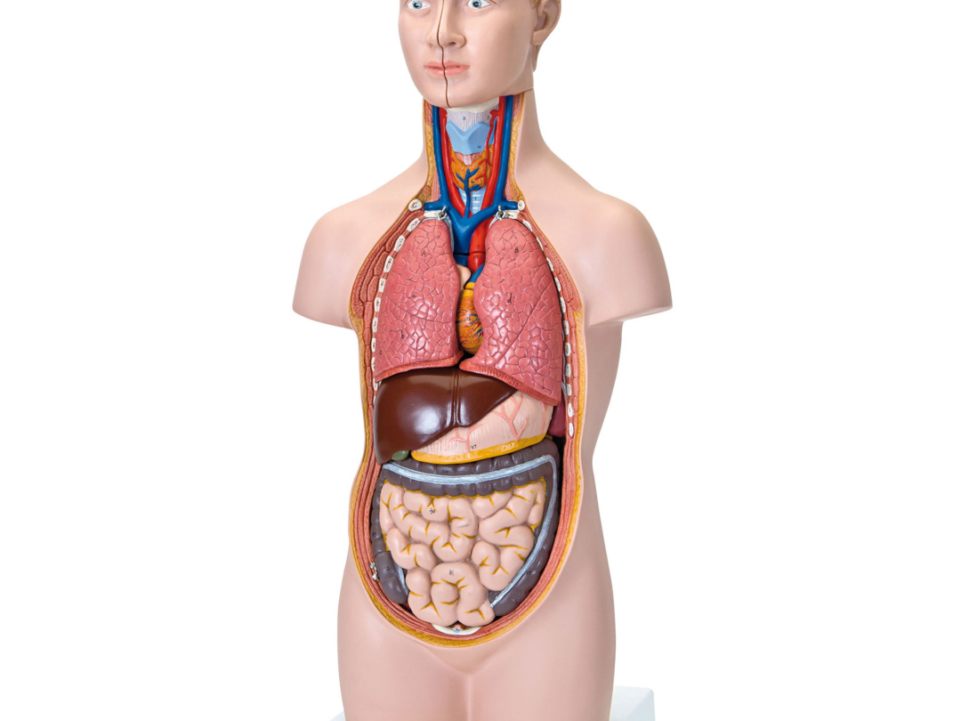 ミニトルソー，12分解モデル，無性 | 日本スリービー・サイエンティ