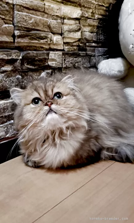 ペルシャ(チンチラ)【奈良県・女の子・2025年9月23日・チンチラ