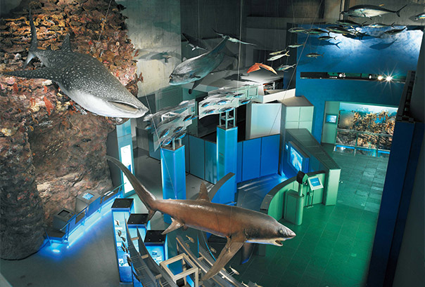 展示 ≫ 地球館大規模リニューアル直前見どころ紹介:: 国立科学博物館