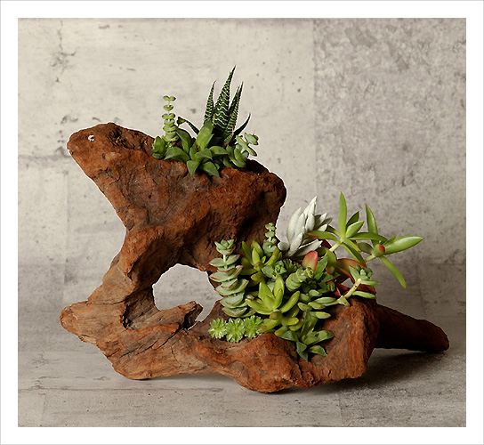 玄関先やテーブルに】ミニ多肉｜ディスプレイ（流木+植物）｜WORKS｜梶