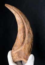 クロウ部分だけで215ミリという最大級のサイズ！！あの