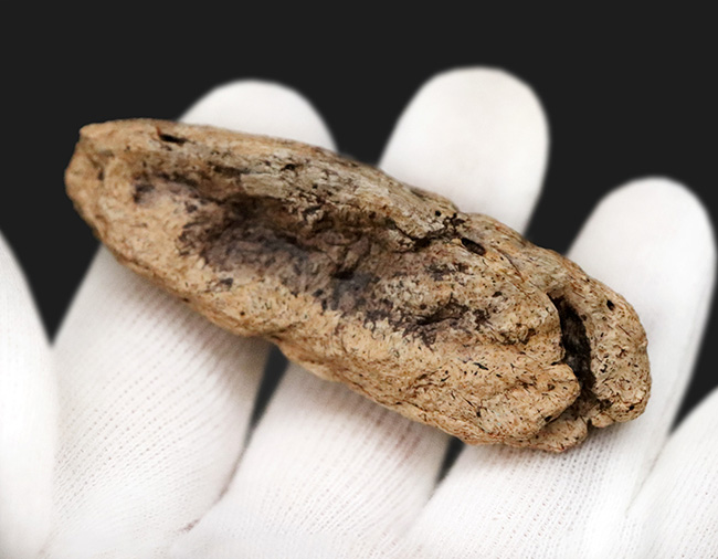 あのフリルの外縁を覆っている装飾部位、トリケラトプス（Triceratops