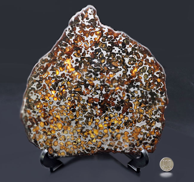 半透明の黄色の輝きにに目を奪われる！最大部23センチ超えの極大の