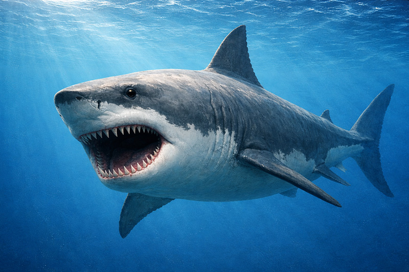 メガロドン、化石の通販・販売｜厳選した本物のメガロドン標本 | 化石