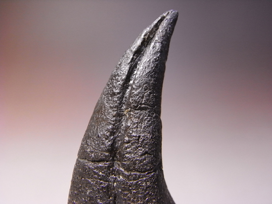 アロサウルスのフットクロウ 恐竜 販売