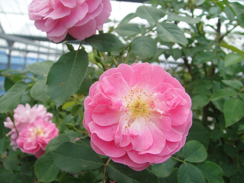 ラベンダー ラッシーつるバラ長尺大苗 Herb&Rose バラ苗販売 商品詳細