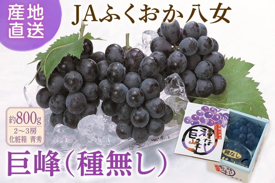2026年4月下旬予約開始予定】◎JAふくおか八女 巨峰（種なし） 約800g