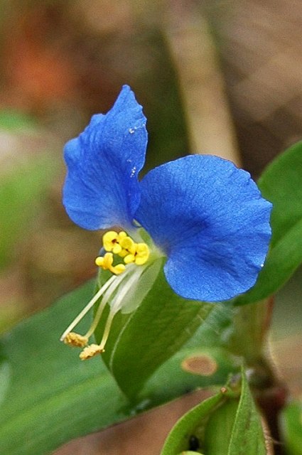 ツユクサ（ツユクサ科）｜素人植物図鑑