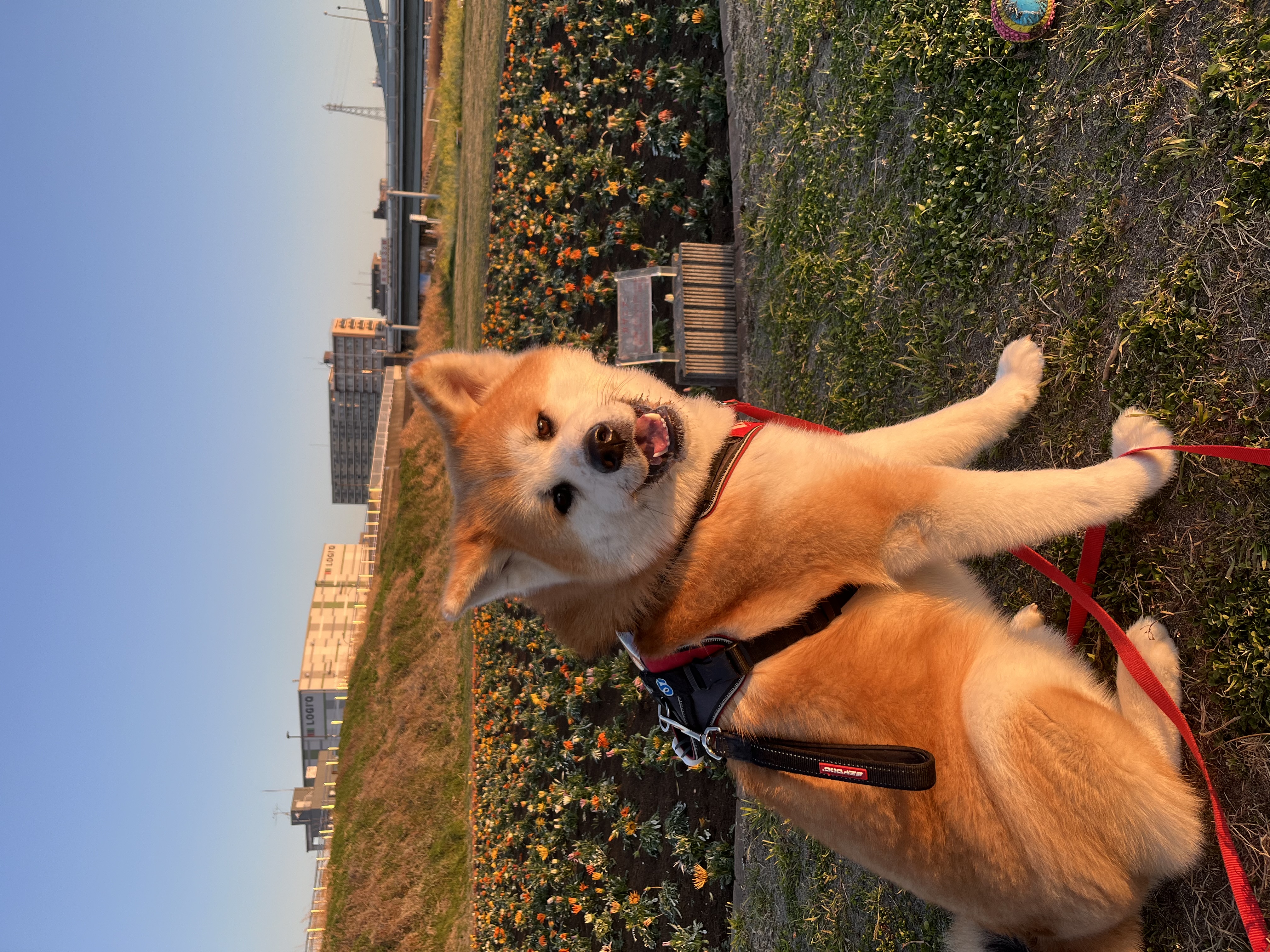 秋田犬｜犬種｜生食フリーズドライのドッグフード利用中｜K9ナチュラル