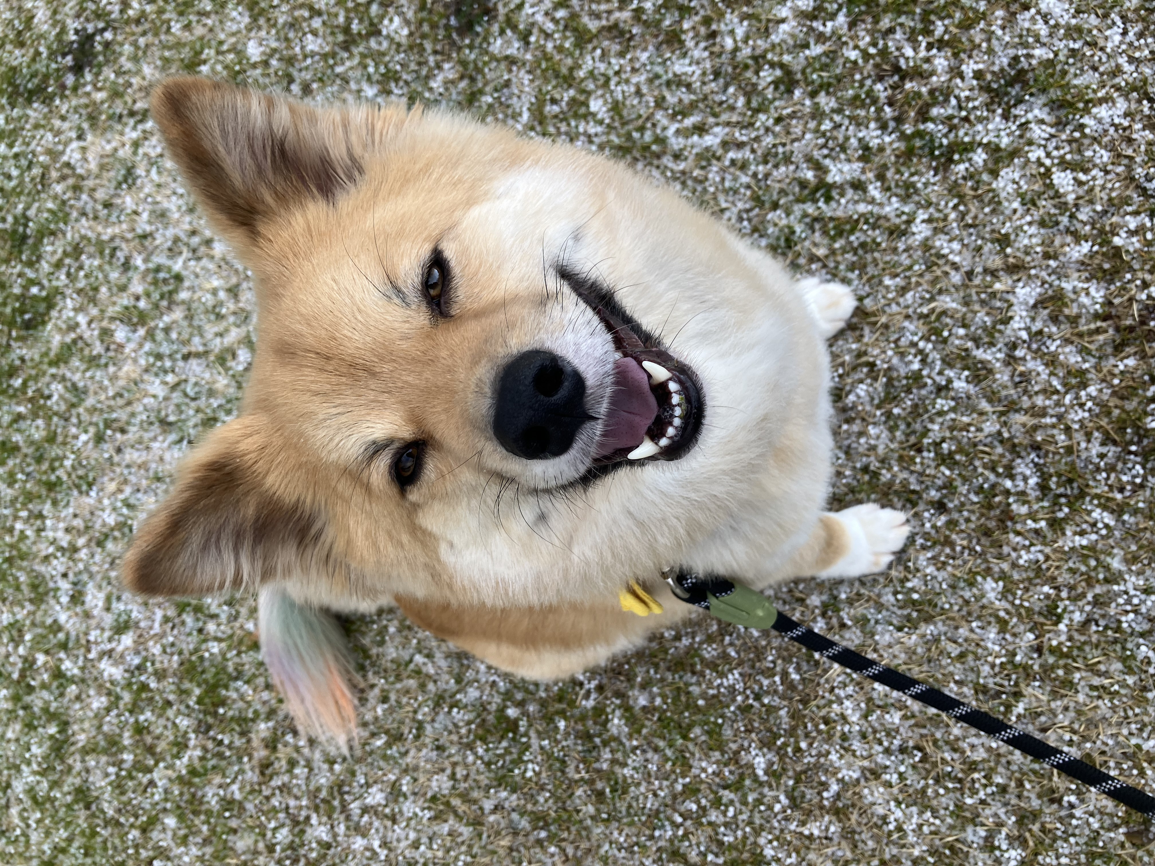 秋田犬｜犬種｜生食フリーズドライのドッグフード利用中｜K9ナチュラル