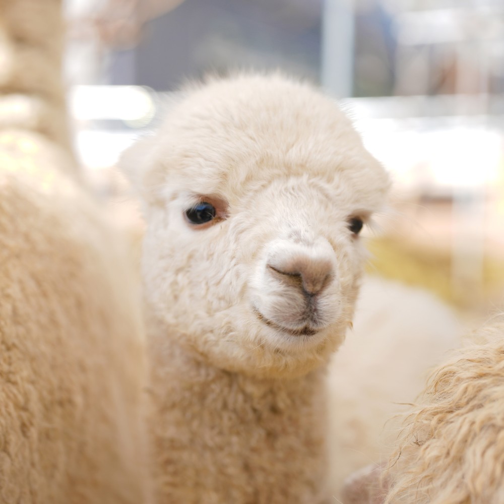 アルパカシリーズ | tamaki niime