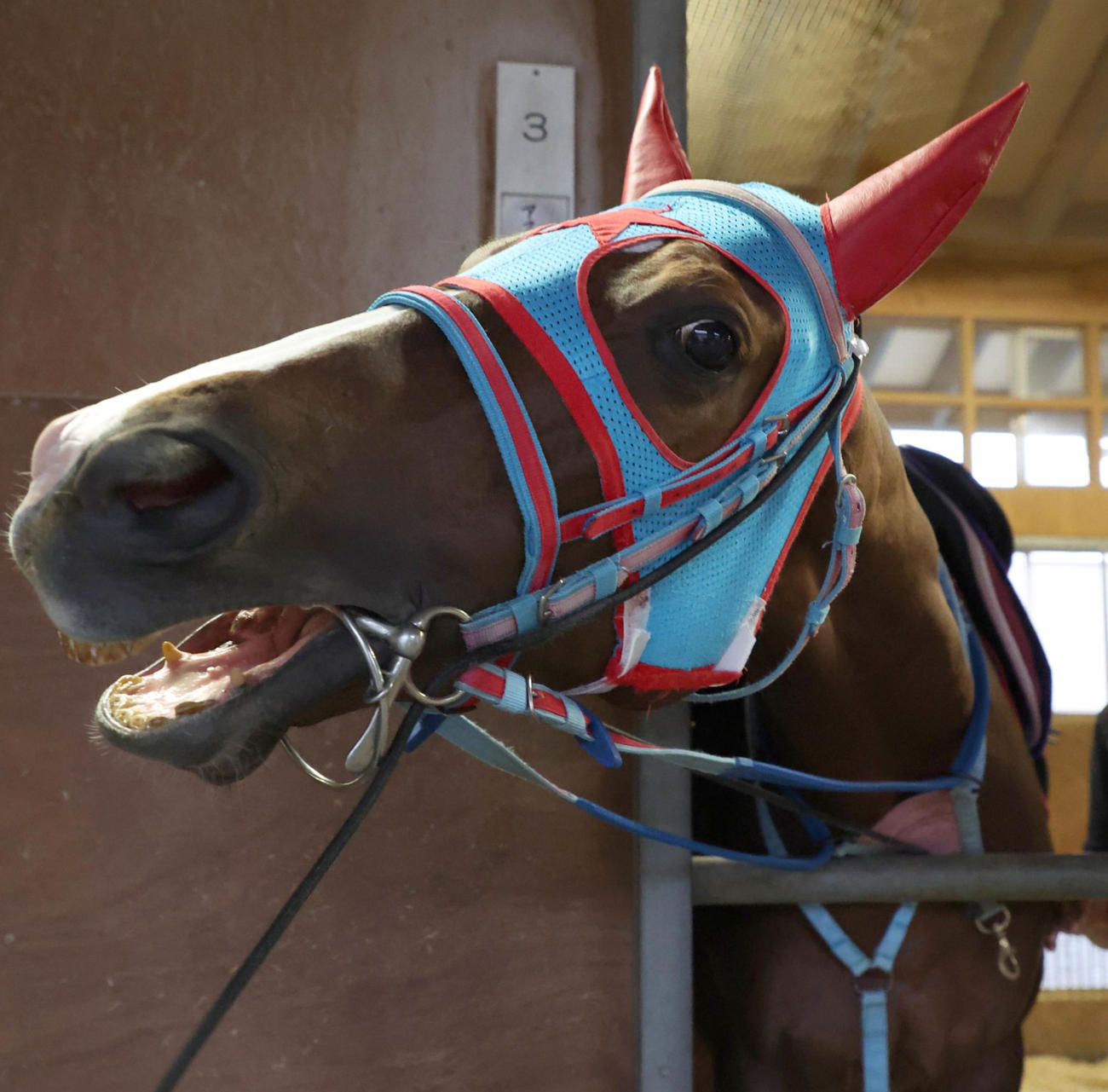 アフリカンゴールドぬいぐるみ化に西園正師「早速100個注文」アイドル