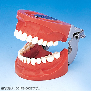 保存修復領域｜株式会社ニッシン｜歯科模型・歯科材料のトップメーカー