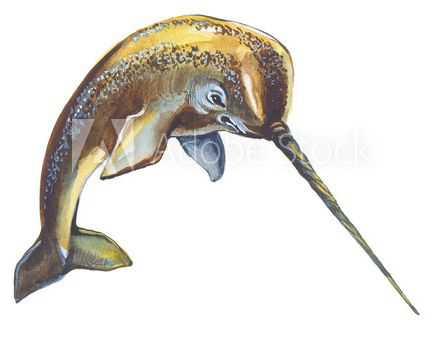 イッカククジラ牙（一角鯨）ウニコールの高価買取・査定・無料出張買取