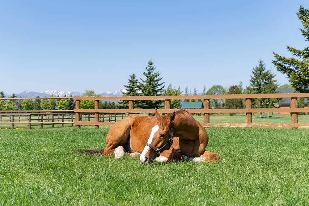 砂川ファクトリーの愛されキャラクター｜アッシュゴールドキーホルダー