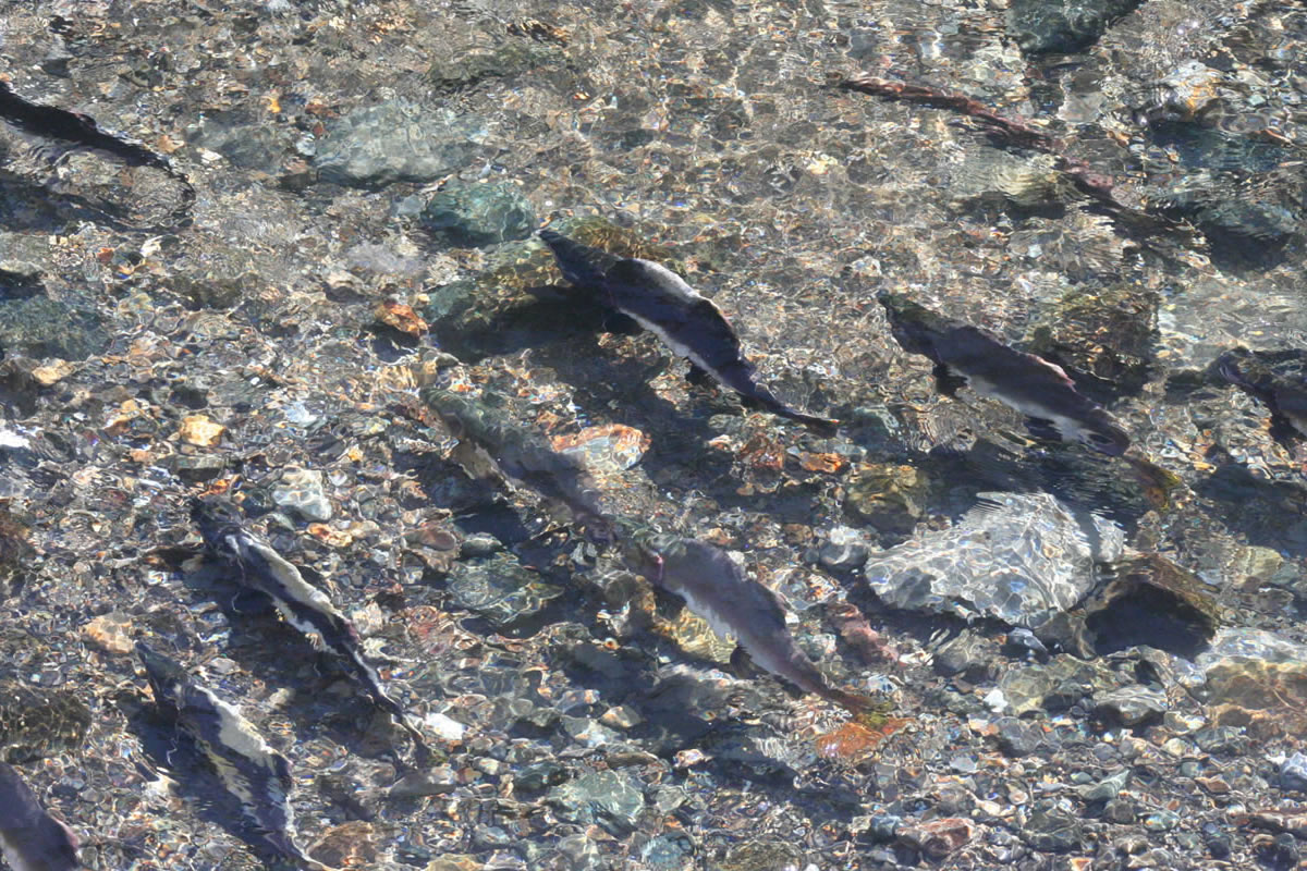 サケの遡上ウォッチング | シンラ（知床自然ガイドツアー 株式会社）