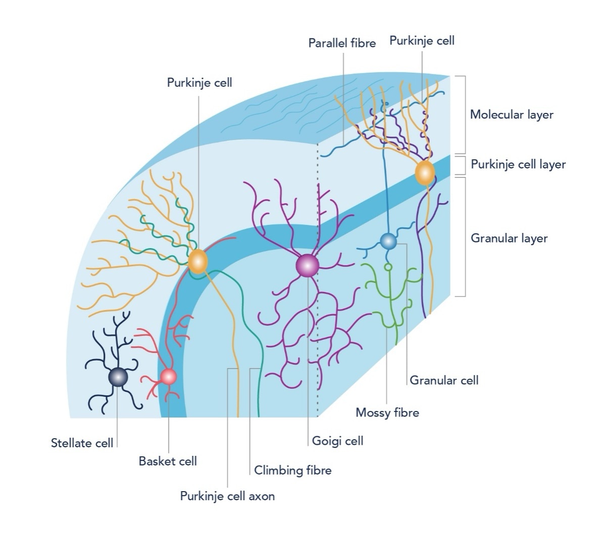 A Guide to Immunostaining the Cerebellum | Proteintech Group