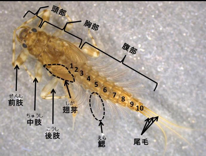 京都府内のカゲロウ／京都府ホームページ