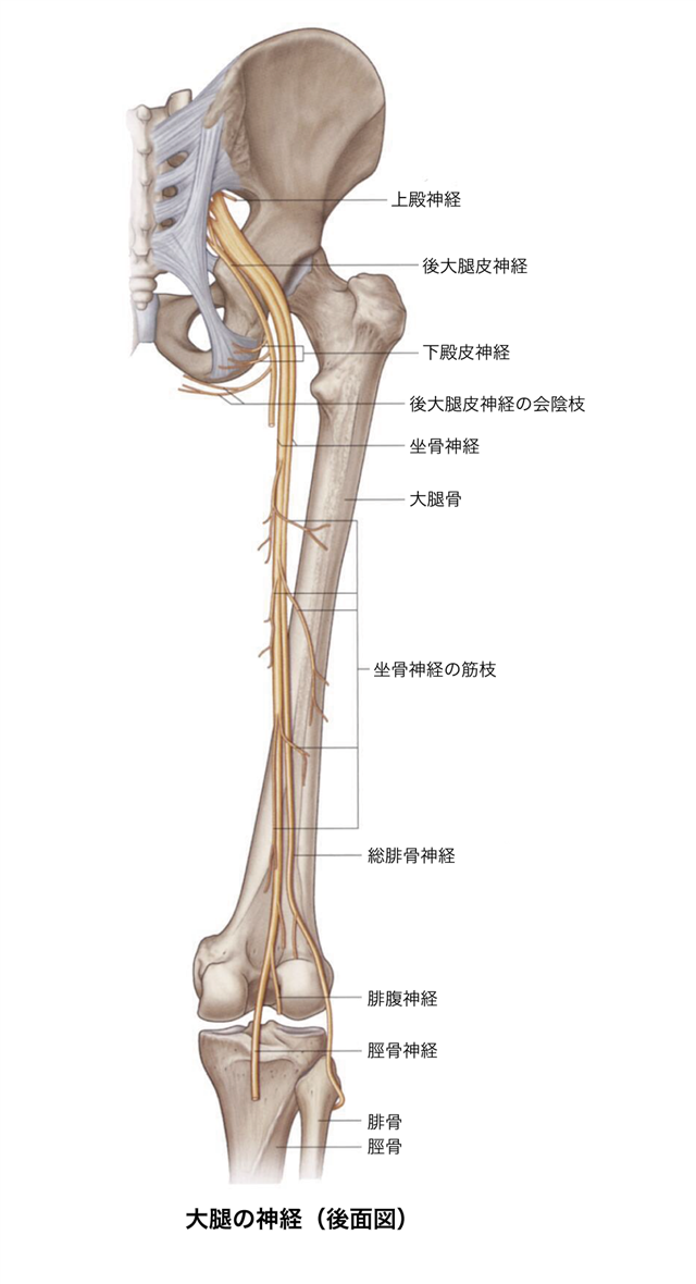 神経ブロック：膝窩神経 - Procedures Consult