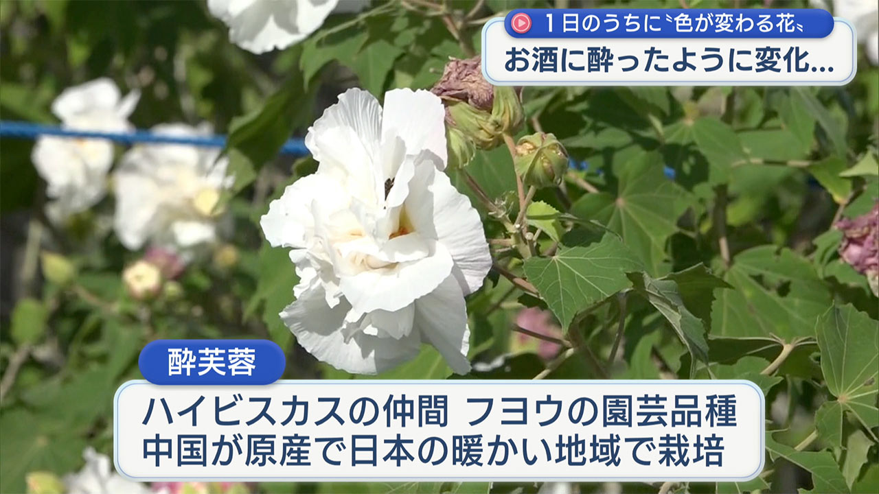 宮古島で1日のうちに色が変わる花「酔芙蓉」が咲く – QAB NEWS Headline