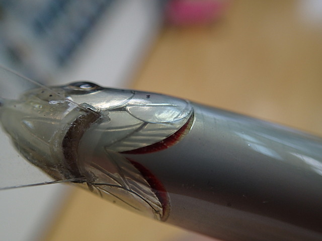 HOT SHOT｜BLOG - Sunset & Fishing 夕日好きのプロルアービルダー