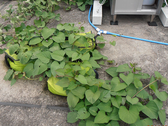 サツマイモ緑化｜施工｜緑化隊 | 屋上緑化メンテナンスの専門家