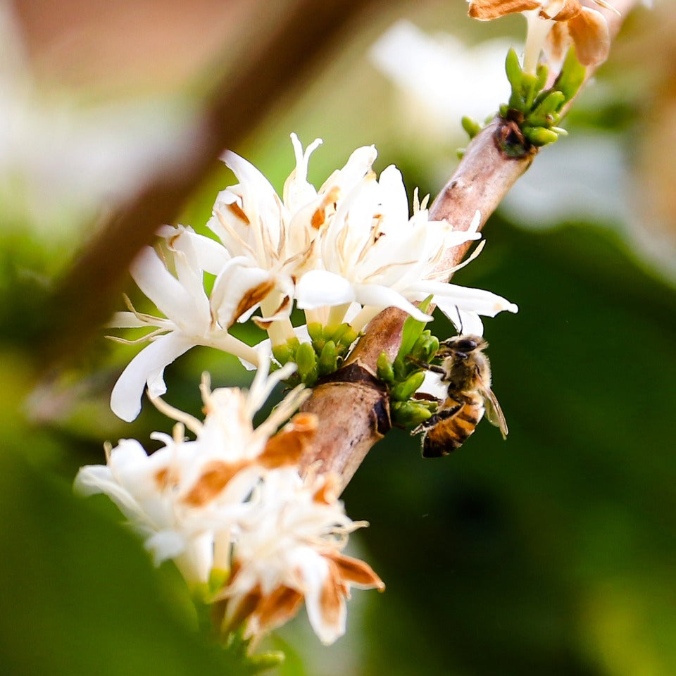 ブラジル M&F COFFEE アララ アナエロビック ナチュラル（COE2024 #1）