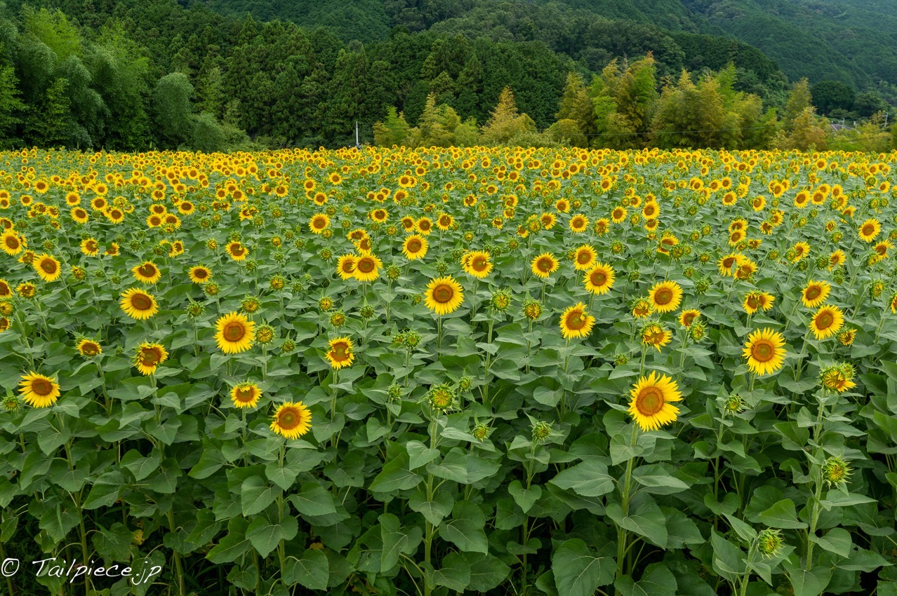 葛城市平岡のひまわり畑 | プロマネの石積み場