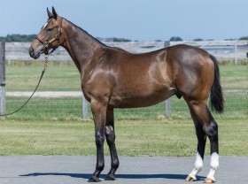 キングカメハメハ産駒の代表産駒 :: 一口馬主DB