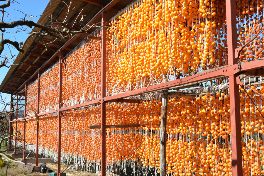 須田青果園／紅干し柿 Lサイズ(32果)