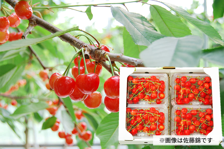 プレミアムさくらんぼ紅秀峰800g(200g×4)