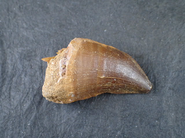 モササウルスの歯の化石（学名 ： Mosasaurs Tooth) 時代 ： 中生白