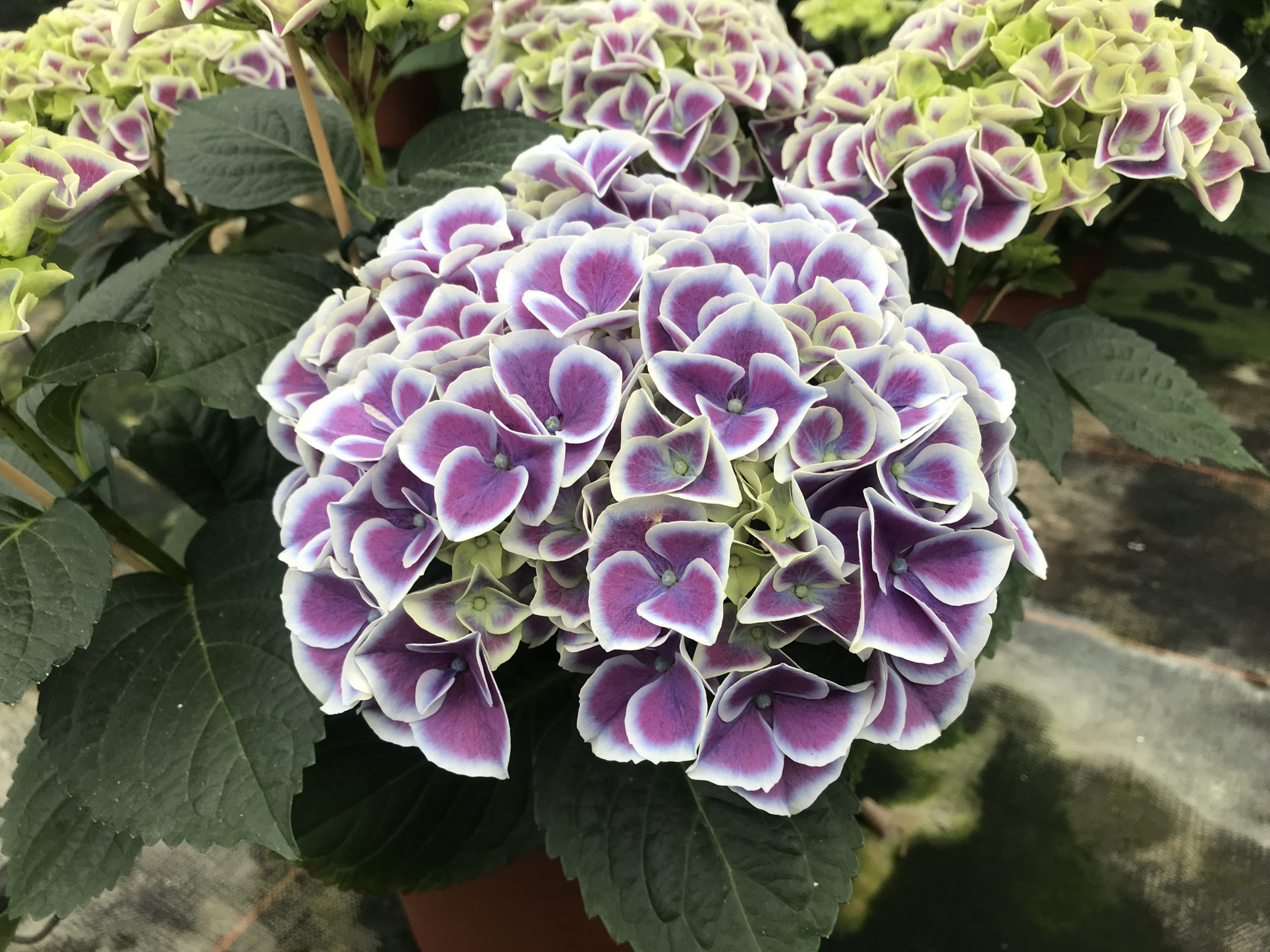 紫陽花 - 矢祭園芸 Y's flower