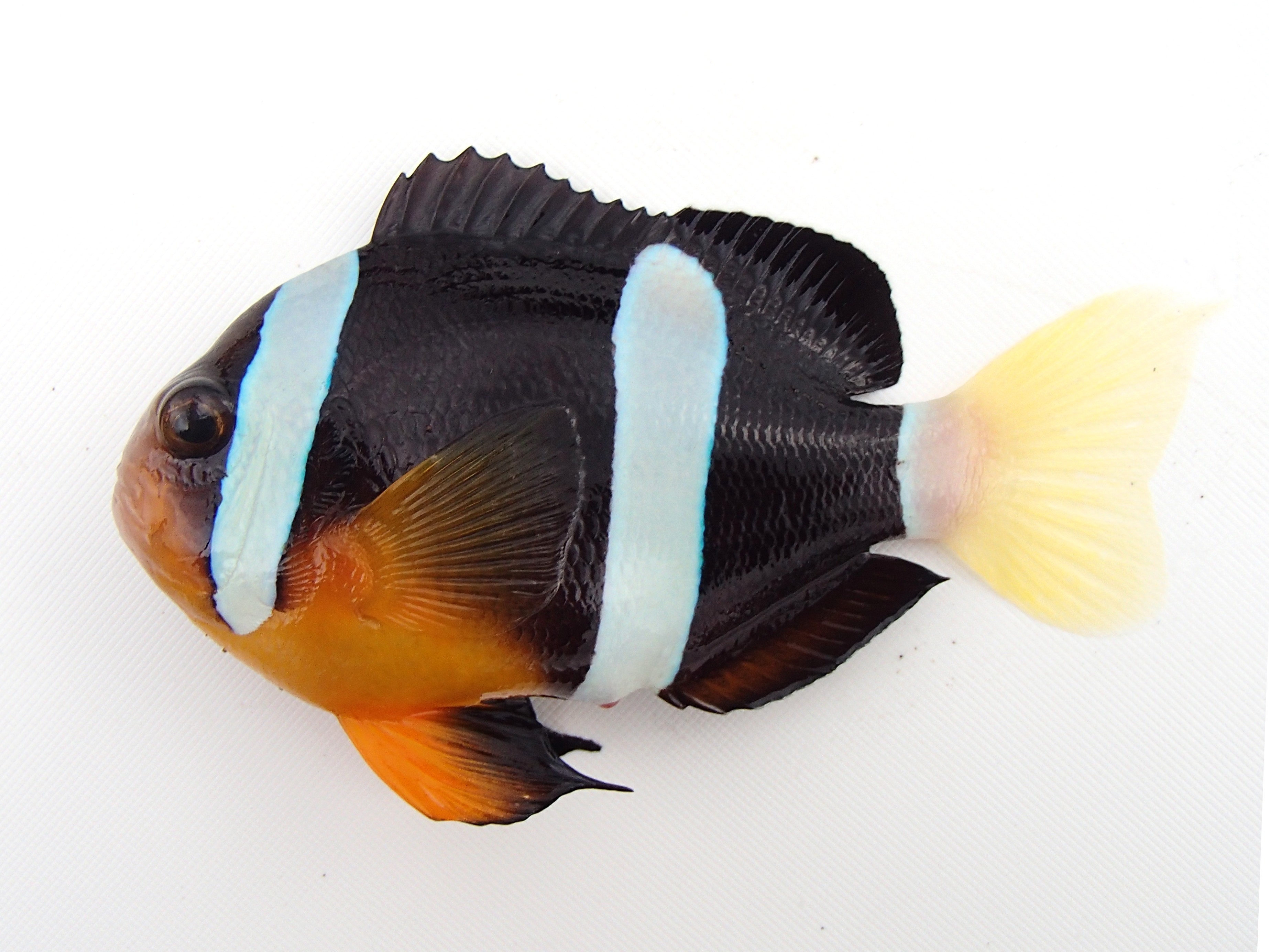 クマノミ - WEB魚図鑑