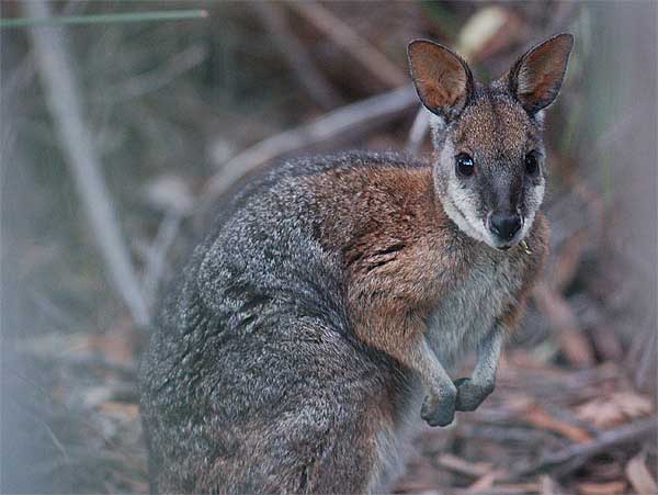 2016年 オーストラリアン カンガルー 4枚セット 正規品 2016年